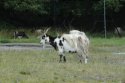 Mountain Goat