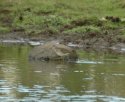 Wood Sandpiper
