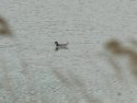 Wilson's Phalarope