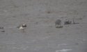 White Rumped Sandpiper