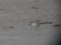 White Rumped Sandpiper