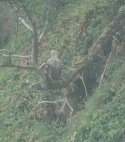 White Tailed Sea Eagle
