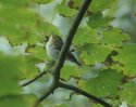 Yellow Browed Warbler