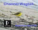 Channel Wagtail