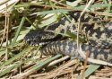 Adder