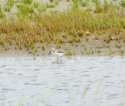 Avocet