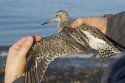 Bar Tailed Godwit