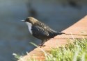 Black Bellied Dipper