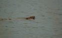 Beaver