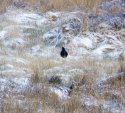 Black Grouse