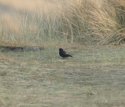 Black Lark