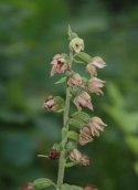 Broad Leaved Helleborine