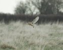 Dark Brested Barn Owl