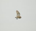 Dark Brested Barn Owl
