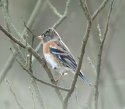 Brambling