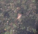 Brown Shrike