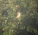 Brown Shrike