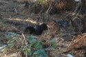 Black Squirrel
