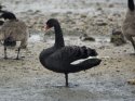 Black Swan