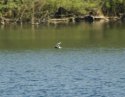 Black Tern