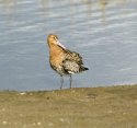 Black Tailed Godwit