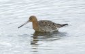 Black Tailed Godwit