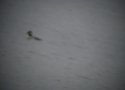 Bufflehead