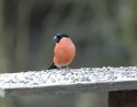 Bullfinch