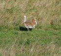 Great Bustard