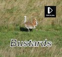 Great Bustard