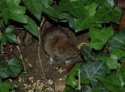 Bank Vole
