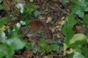 Bank Vole