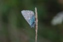 Chalkhill blue