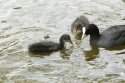 Coot