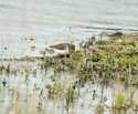 Common Sandpiper