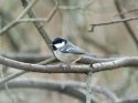 Coal Tit