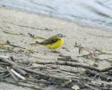 Channel Wagtail