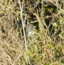 Dark Eyed Junco