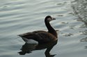 Dodgy Goose
