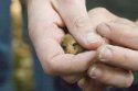 Dormouse