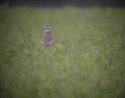 Dotterel