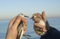 Dunlin and Sanderling