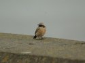 Desert Wheatear
