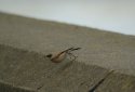 Desert Wheatear