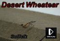 Desert Wheatear