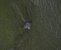 Edible Dormouse