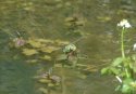 Emperor Dragonfly