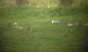 Emperor Geese