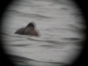 Ferruginous duck
