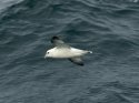 Storm Petrel